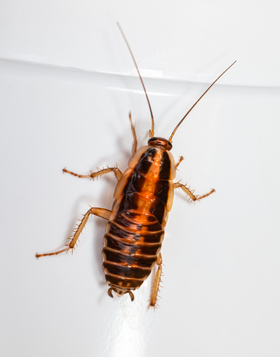A close-up image of a cockroach on a white surface, showing its detailed brown exoskeleton and long antennae.