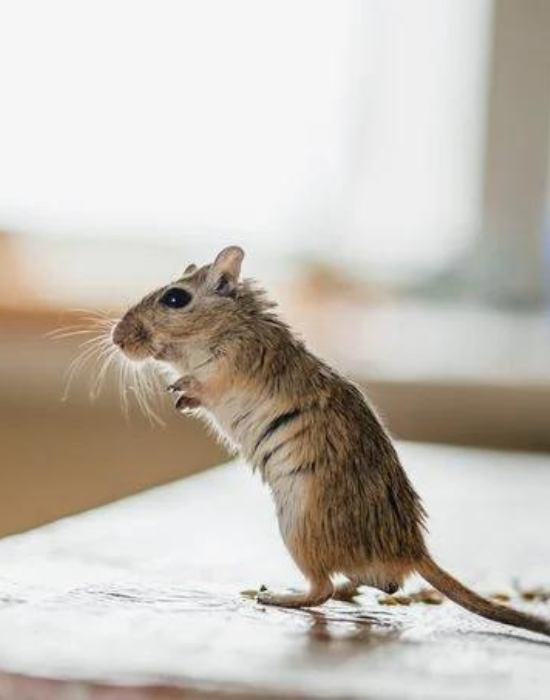 A small gerbil standing on its hind legs on a wooden surface, facing to the side.