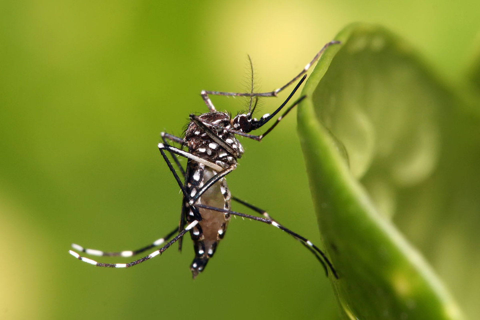 A close-up of a mosquito resting on a green leaf, showcasing its detailed black and white striped body and legs.