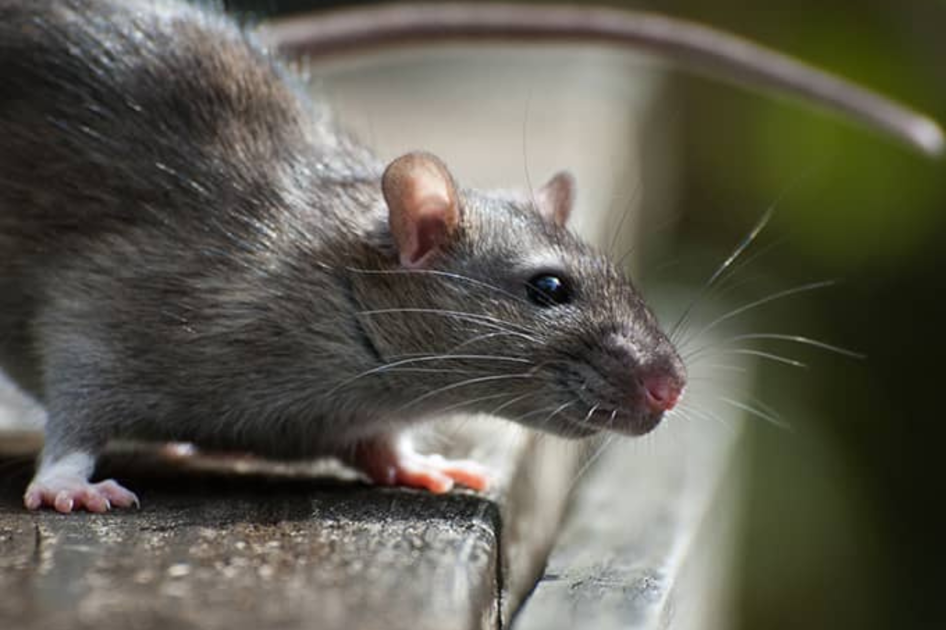 Close-up of a grey rat with shiny fur standing on a wooden ledge, focusing intently to the right.