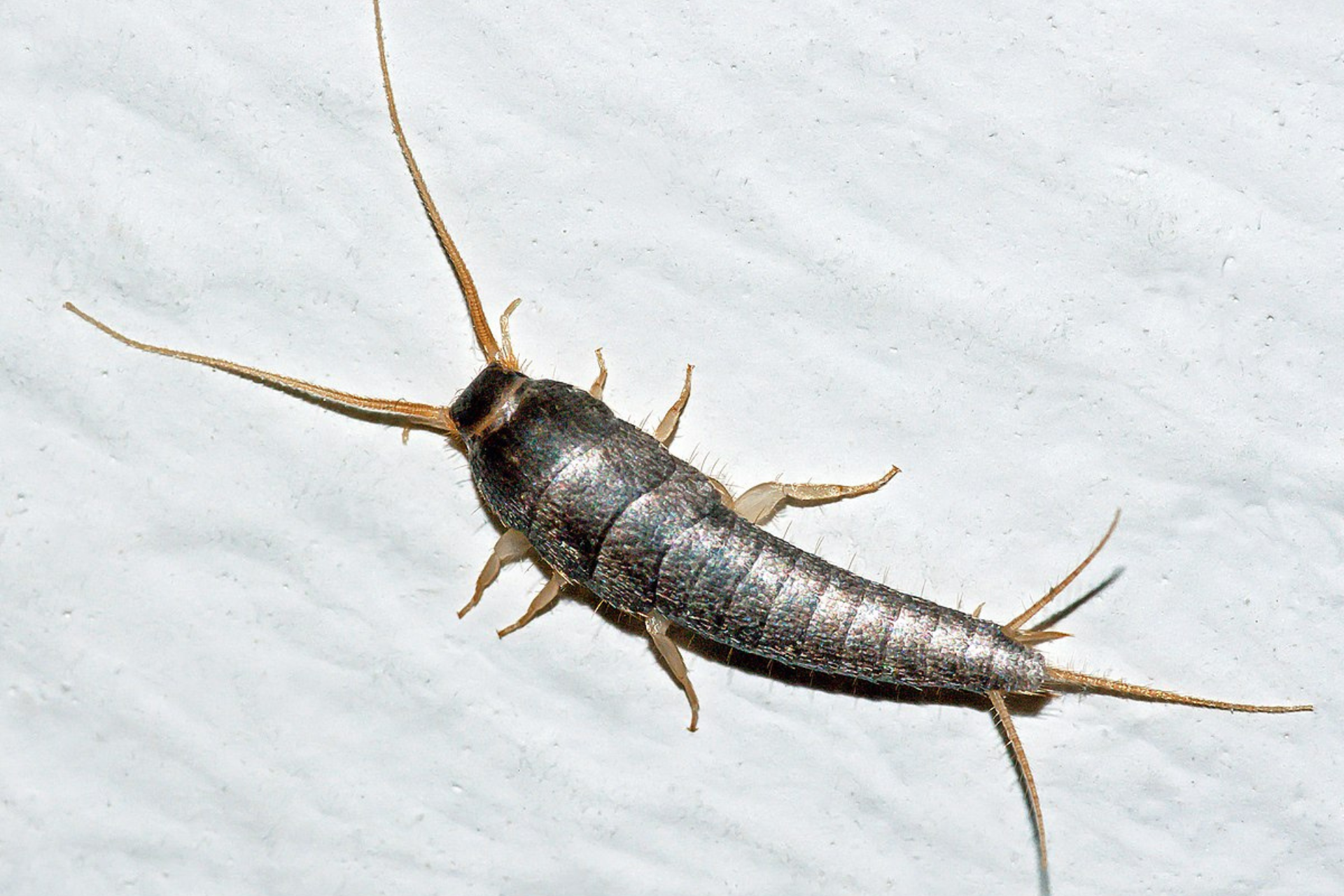 A close-up of a silverfish insect on a white textured surface.