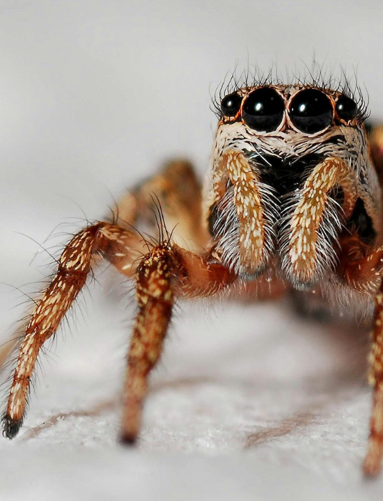 Close-up of a jumping spider with detailed textures on its hairy legs and clear view of its shiny, black eyes.