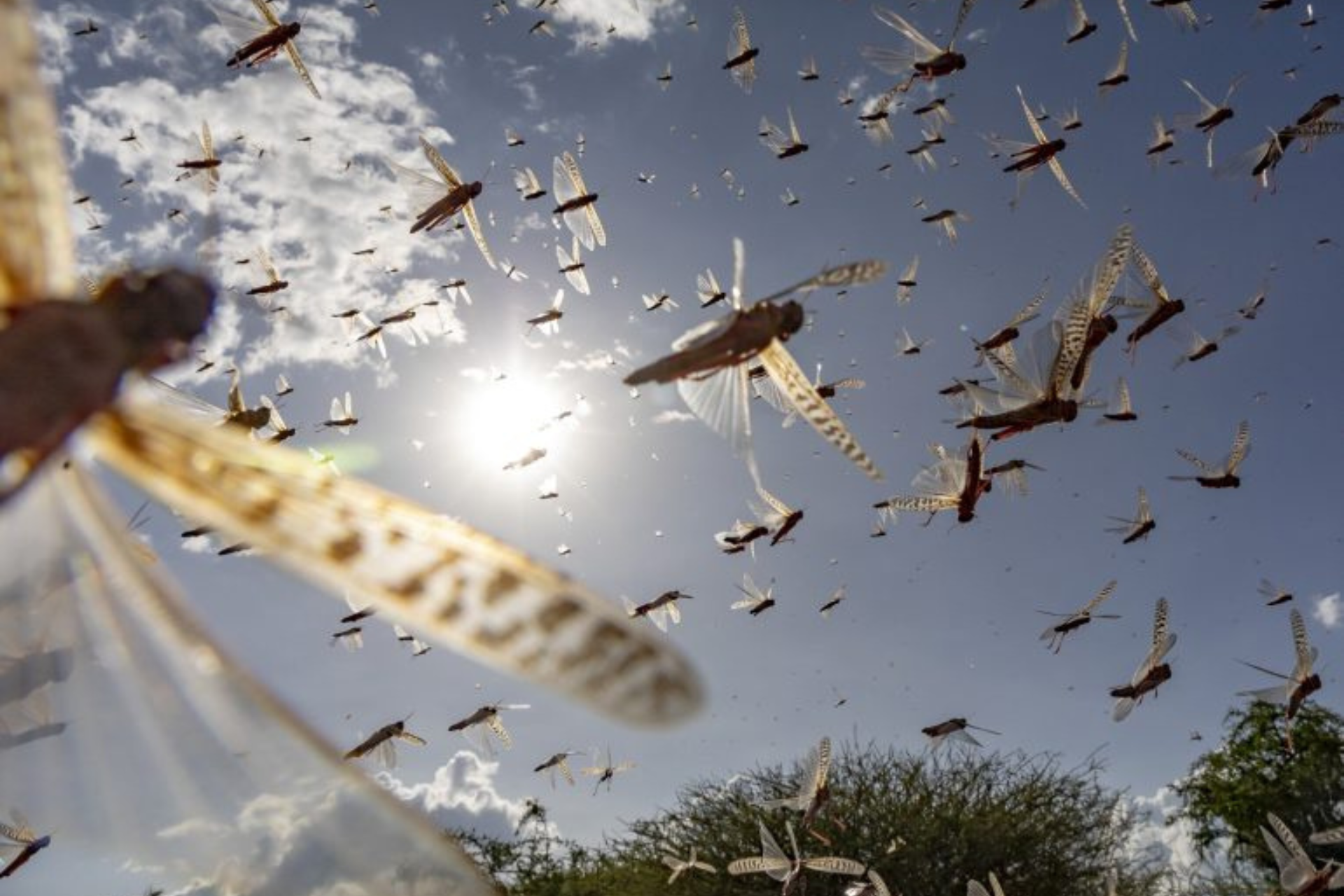 A swarm of locusts flying under a bright sun with clear skies and sparse clouds, viewed from a low angle.