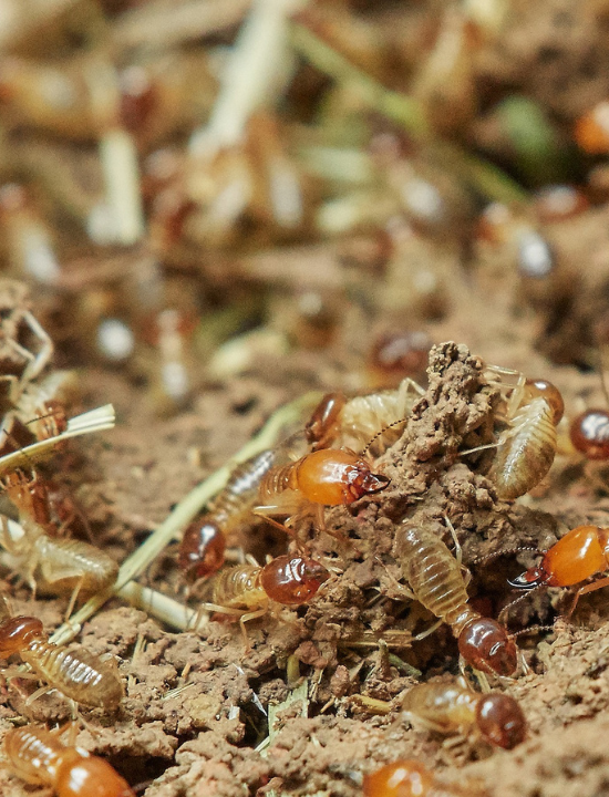 Close-up image of termites on decomposing wood, showing detailed textures and colors of the insects and their environment.