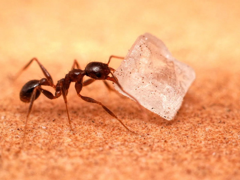 An ant carrying a small translucent crystal on a textured surface, showcasing its strength and dexterity.