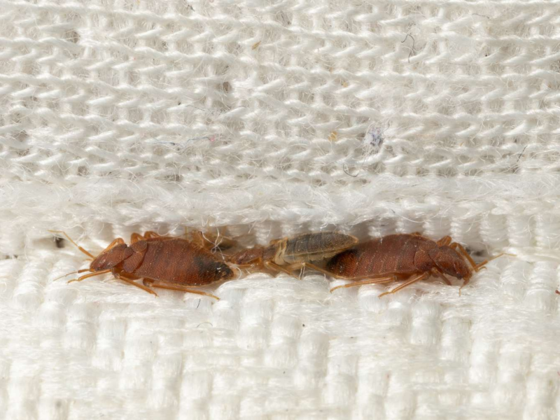 Two bed bugs on a textured white fabric surface, with one bug partially shielded by fabric threads.