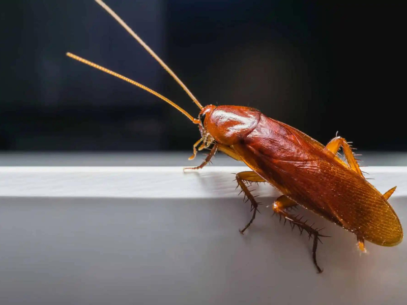 A close-up of a brown cockroach on a white surface with a blurred background.