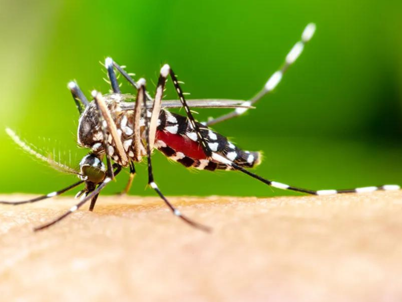 Close-up of a striped mosquito feeding on human skin, vibrant green background.
