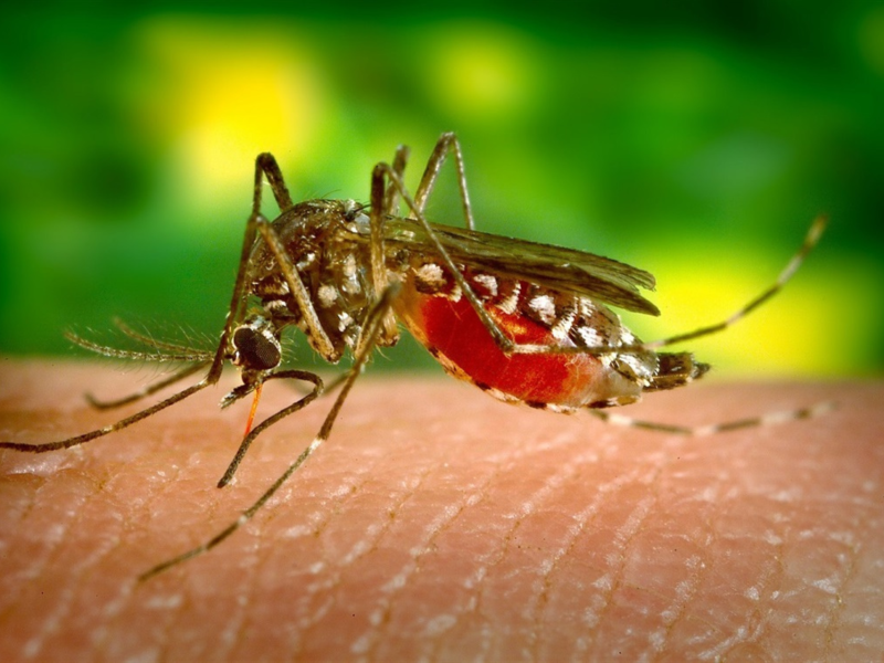 A close-up shot of a mosquito feeding on human skin, with its abdomen filling with blood against a blurred green and yellow background.