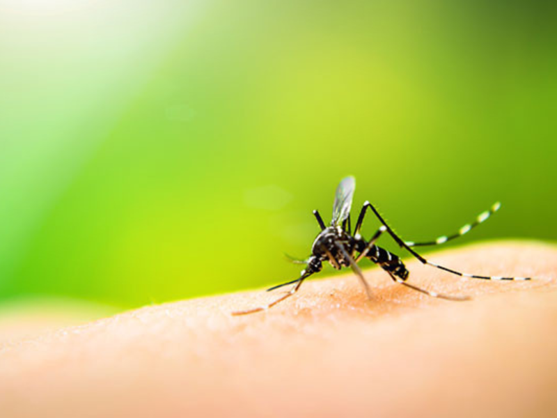 A mosquito perched on human skin against a blurred green background.