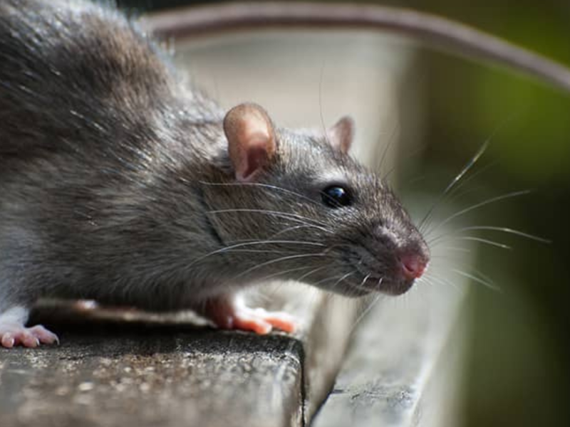 Close-up of a grey rat with shiny fur standing on a wooden ledge, focusing intently to the right.