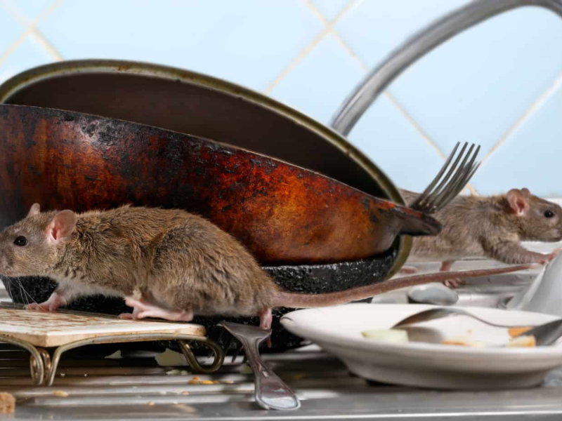 Two rats on a kitchen counter with dirty dishes and a frying pan.