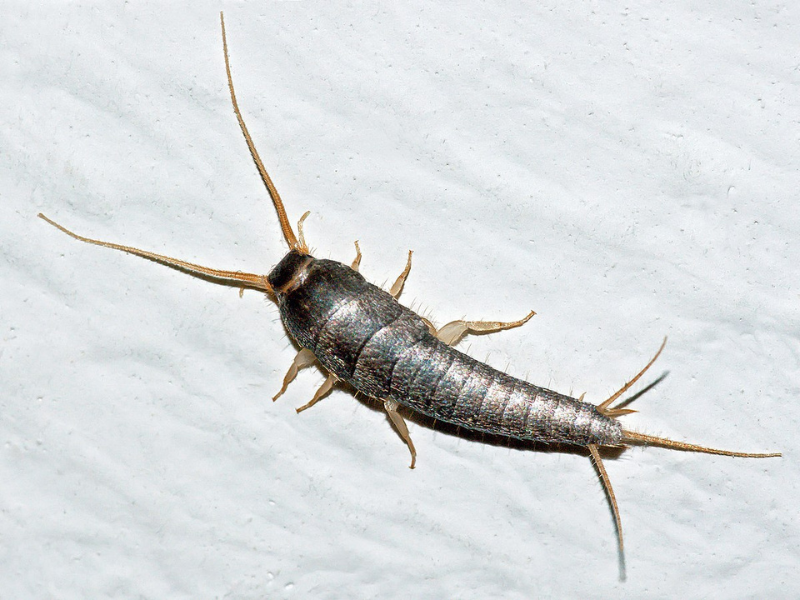 A silverfish insect on a white textured surface, displaying its long antennae and scaled, segmented body.