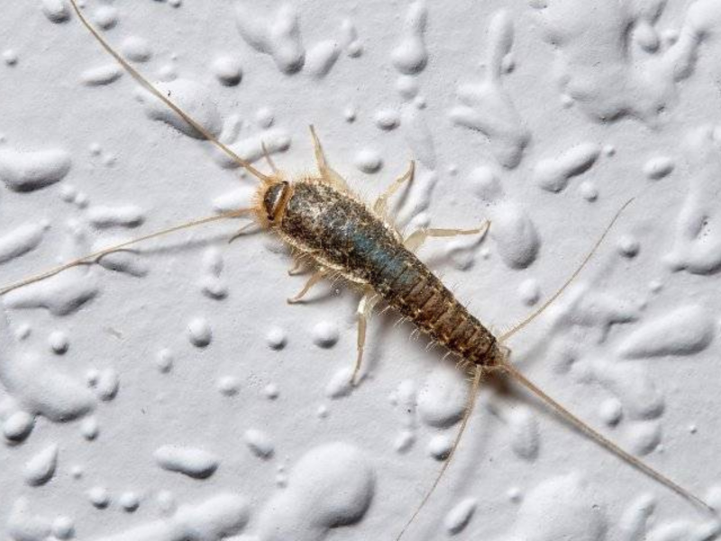 Close-up of a silverfish on a textured white surface.