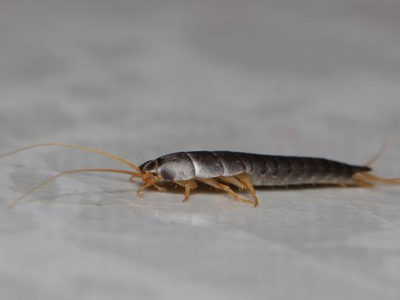 A silverfish insect crawling on a smooth, light-colored surface with its elongated body and long antennae prominently visible.