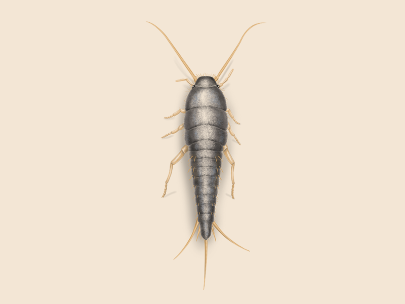 Illustration of a silverfish on a light beige background.