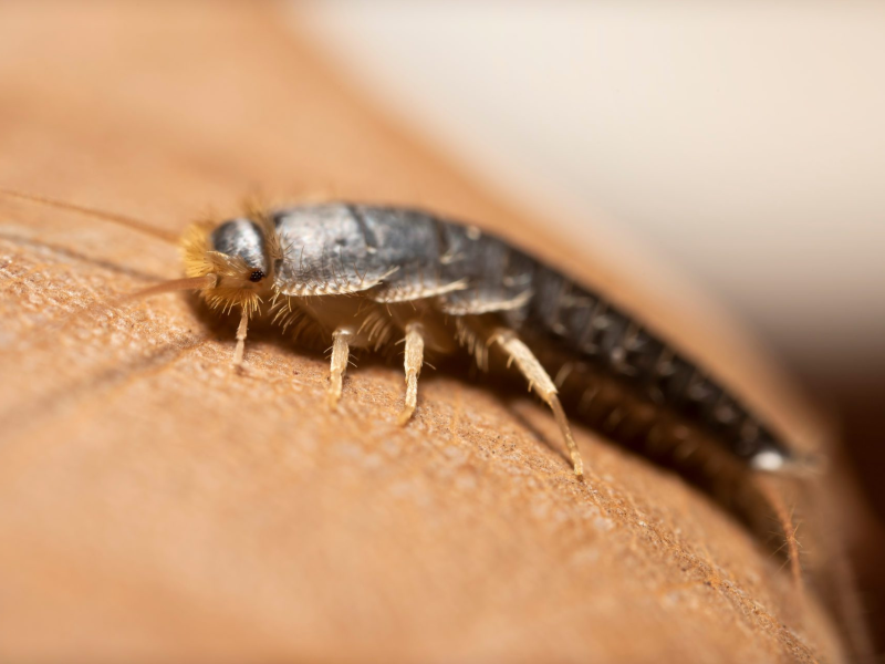 Close-up of a silverfish insect on a textured brown surface.