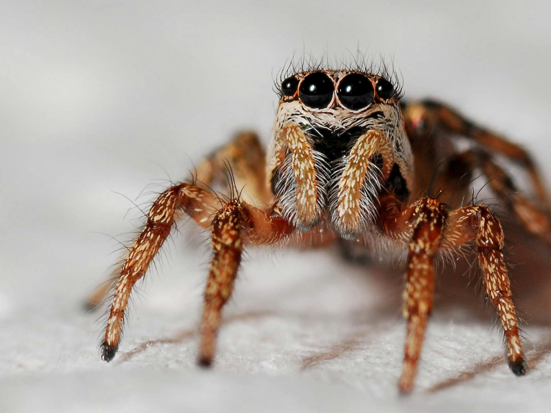 Close-up of a jumping spider with detailed eyes and hairy legs on a white textured surface.