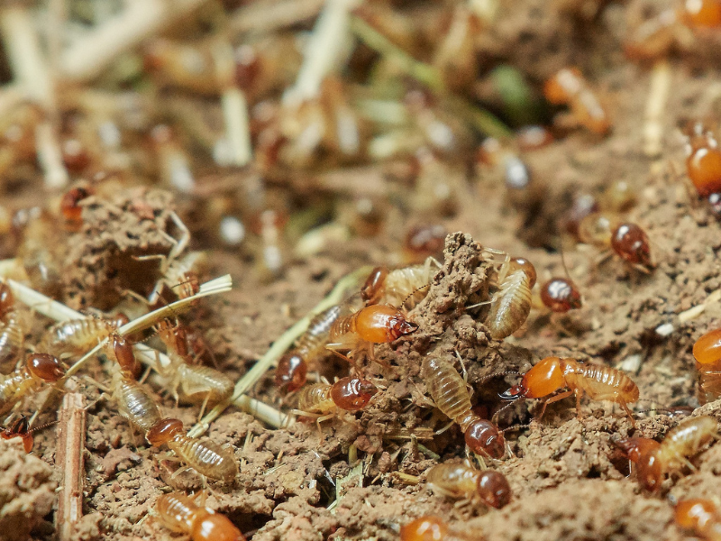 Close-up of termites on decomposing wood, showing detailed textures of their bodies and the substrate.
