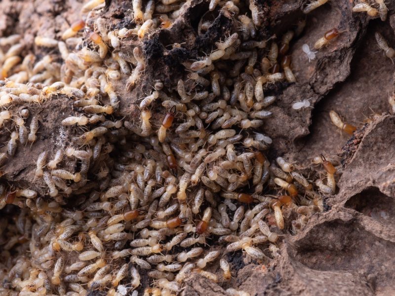 Close-up image of numerous termites congregating on decaying wood.