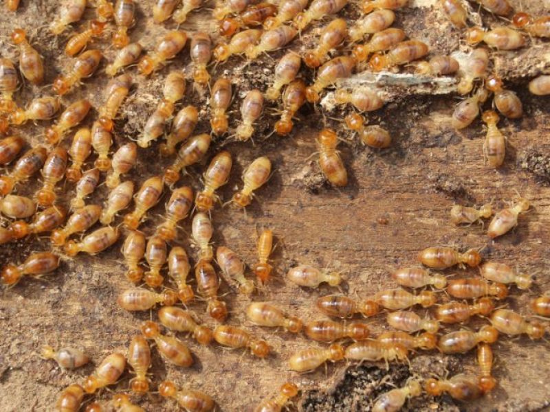 A close-up image of numerous termites on a decaying wood surface.